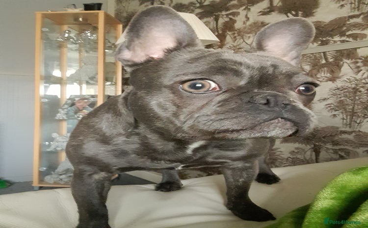 French Bulldog dogs - Advert 1