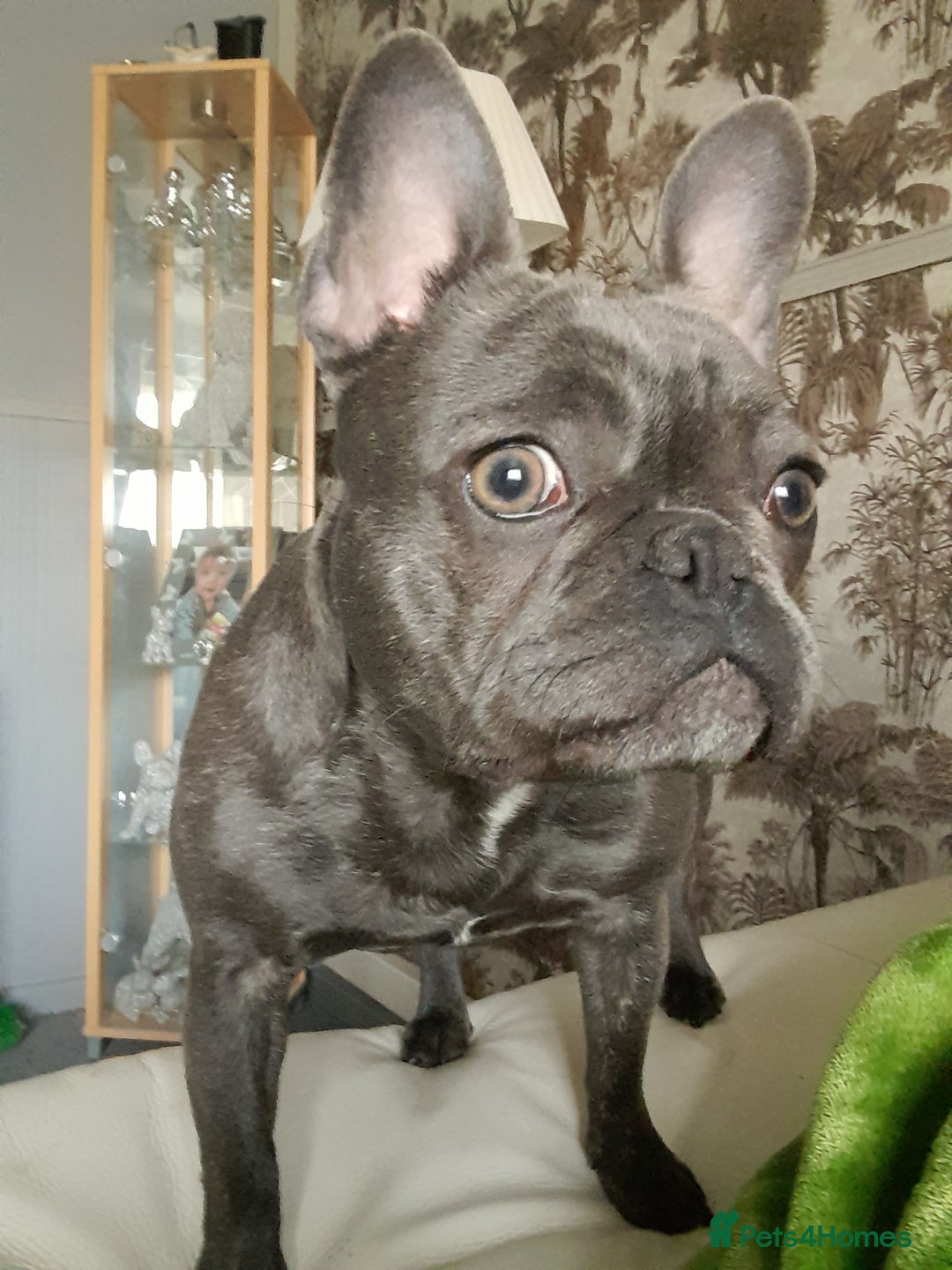 French Bulldog dogs for sale:  Blue French bulldog forsale  - Image 1