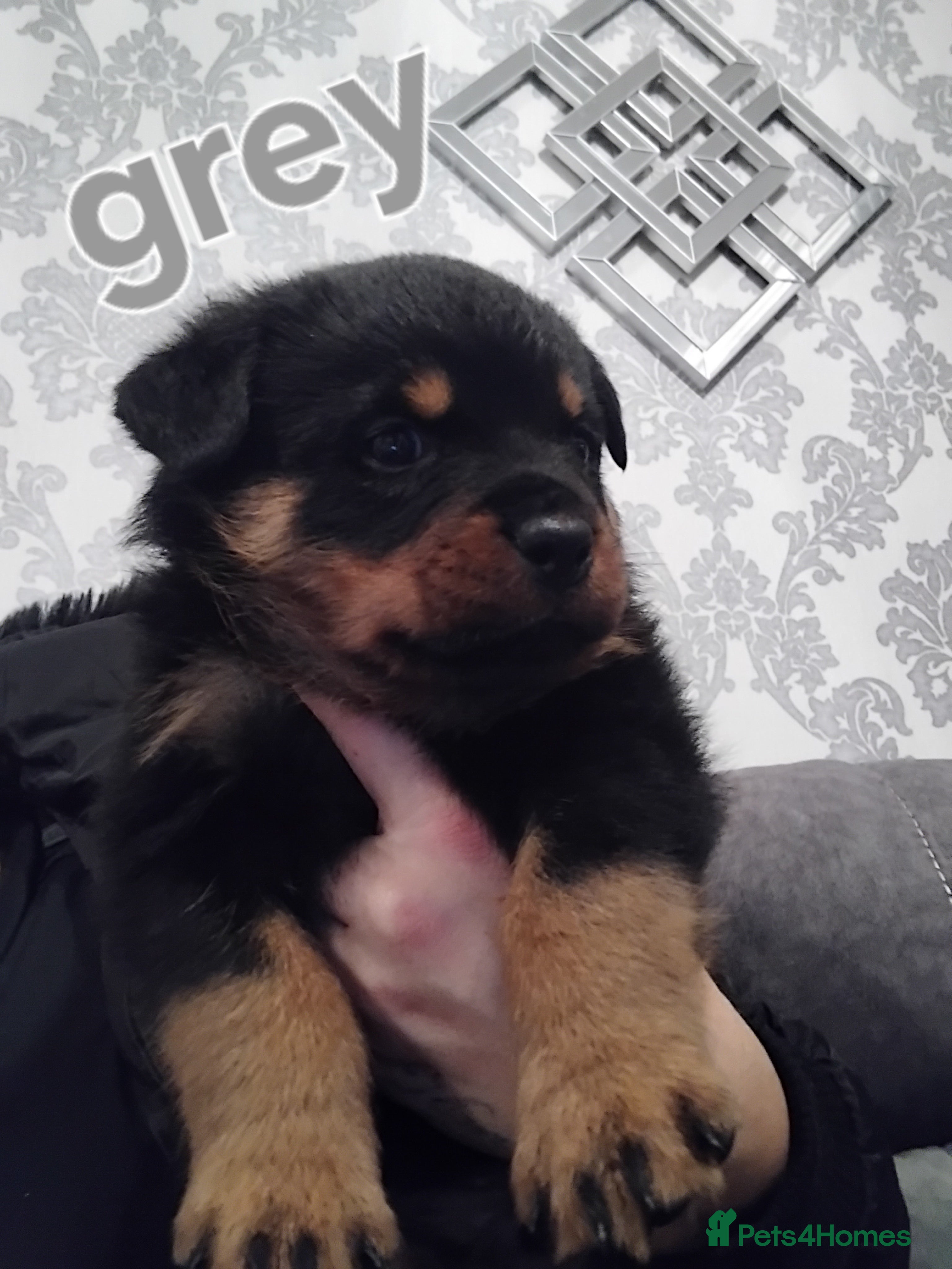 Rottweiler dogs Rottweiler puppies  - Advert 3