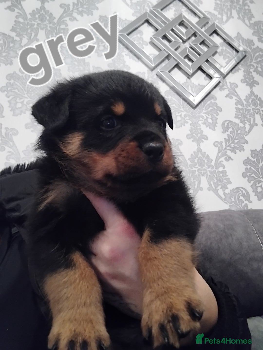 Rottweiler dogs for sale: Rottweiler puppies  - Advert 1