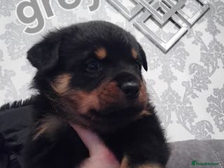 Rottweiler dogs Rottweiler puppies - Advert 5