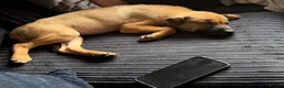 Mixed Breed dogs for sale: Sharp pei  ** tiff in Wolverhampton - Advert 3