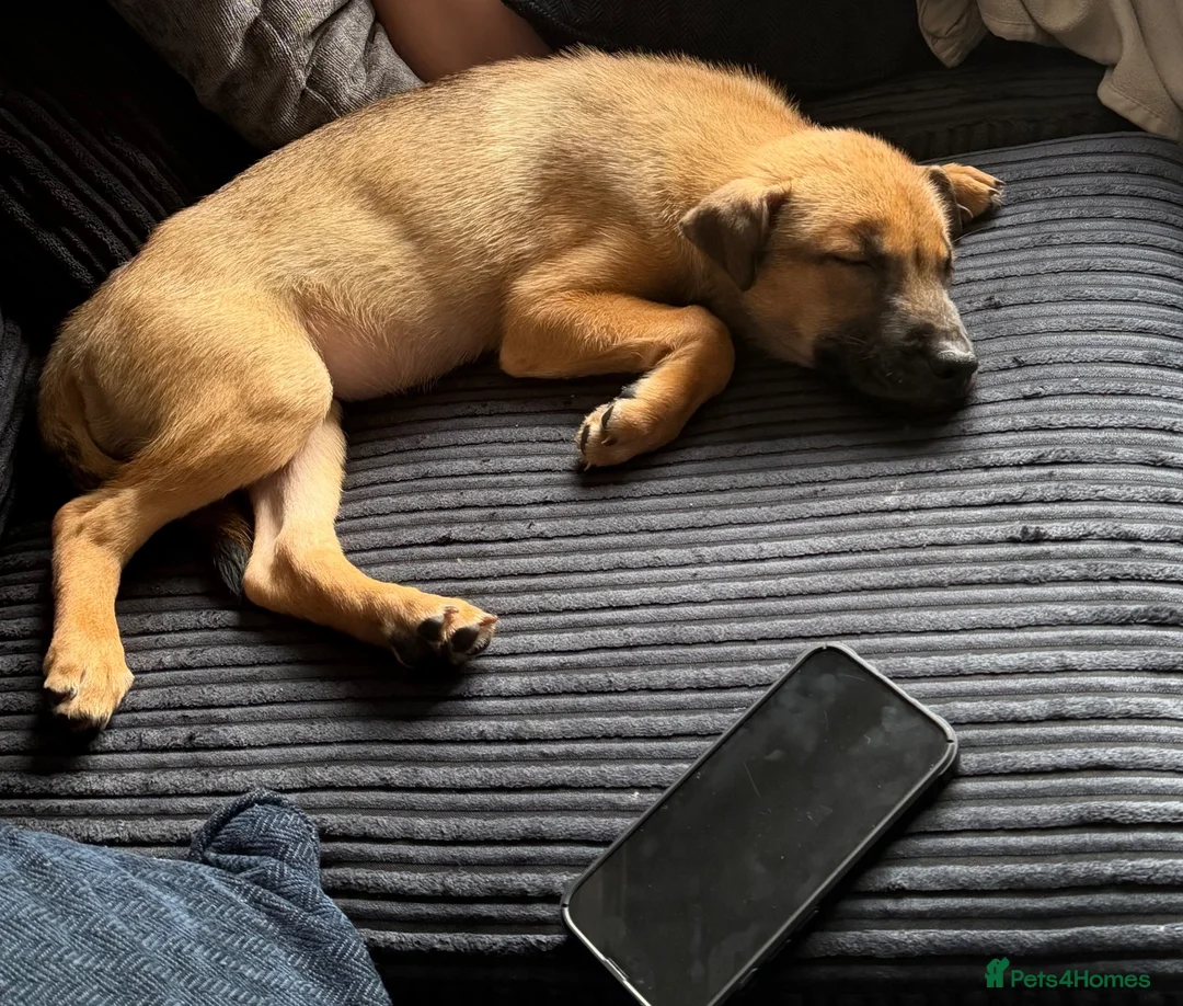 Mixed Breed dogs for sale: Sharp pei  ** tiff in Wolverhampton - Advert 3
