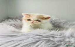 Exotic cats for sale: 🔥 GCCF MALE EXOTIC KITTEN OUTSTANDING 🔥 - Image 11