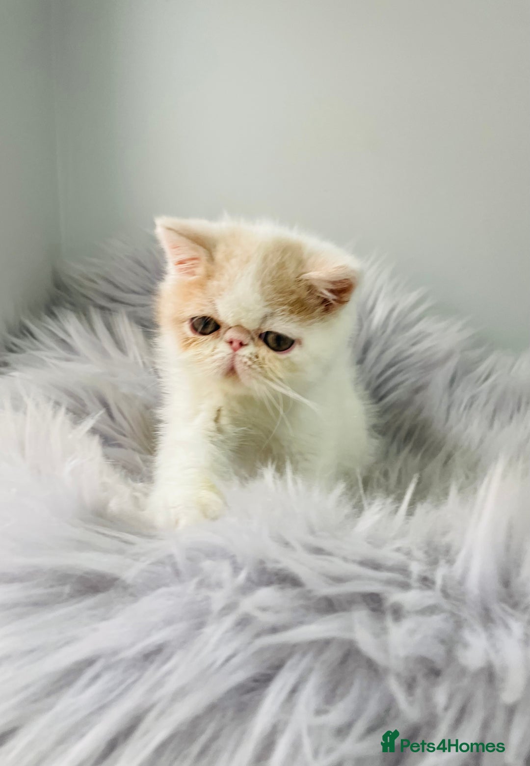 Exotic cats for sale: 🔥 GCCF MALE EXOTIC KITTEN OUTSTANDING 🔥 - Image 11