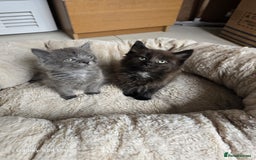 British Shorthair cats for sale: Adorable kittens bsh  - Image 1