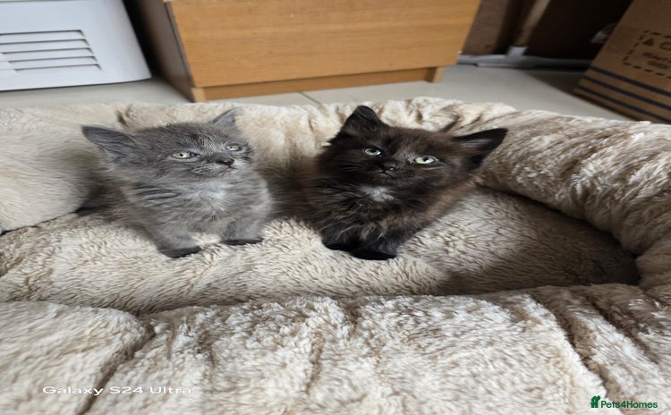British Shorthair cats - Advert 1