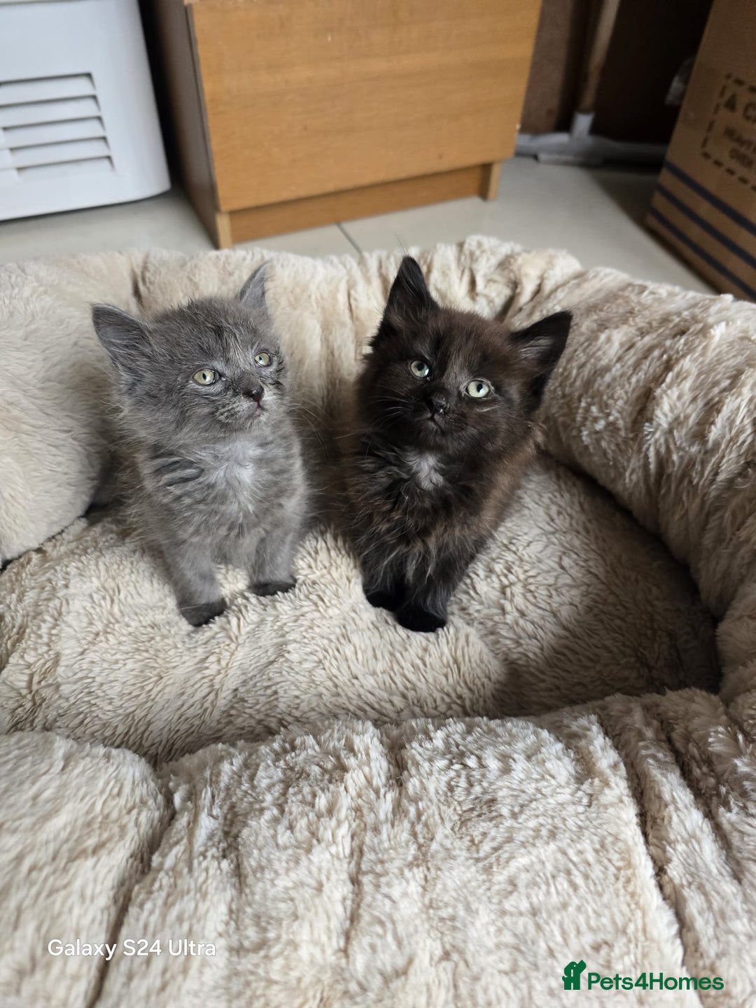 British Shorthair cats for sale: Adorable kittens bsh  - Image 1