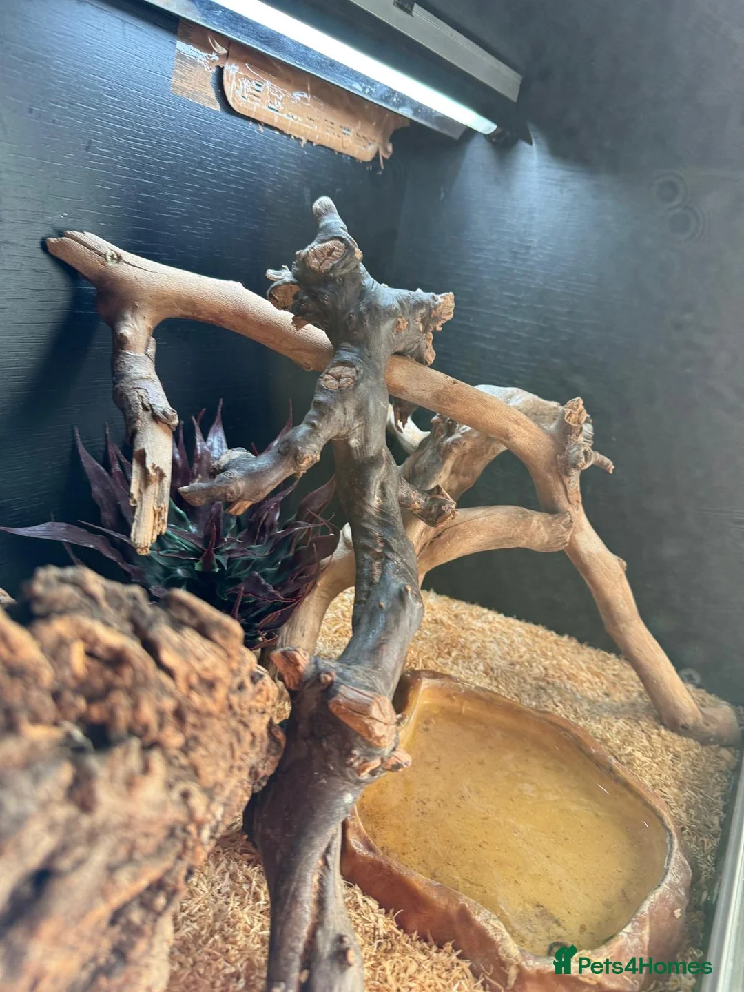 Corn Snake reptiles for sale: Red corn snake  - Advert 8