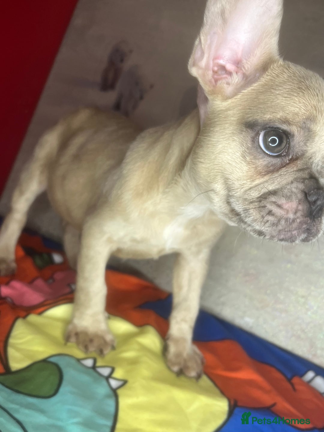 French Bulldog dogs for sale: 🐾 French Bulldog Puppies for Sale - Image 12