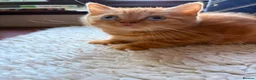British Shorthair cats for sale: Blue-Eyed Red British Shorthair Boy (DBE) - Advert 9
