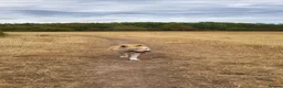 Saarloos Wolfdog dogs for sale: Low content wolfdog  - Advert 3