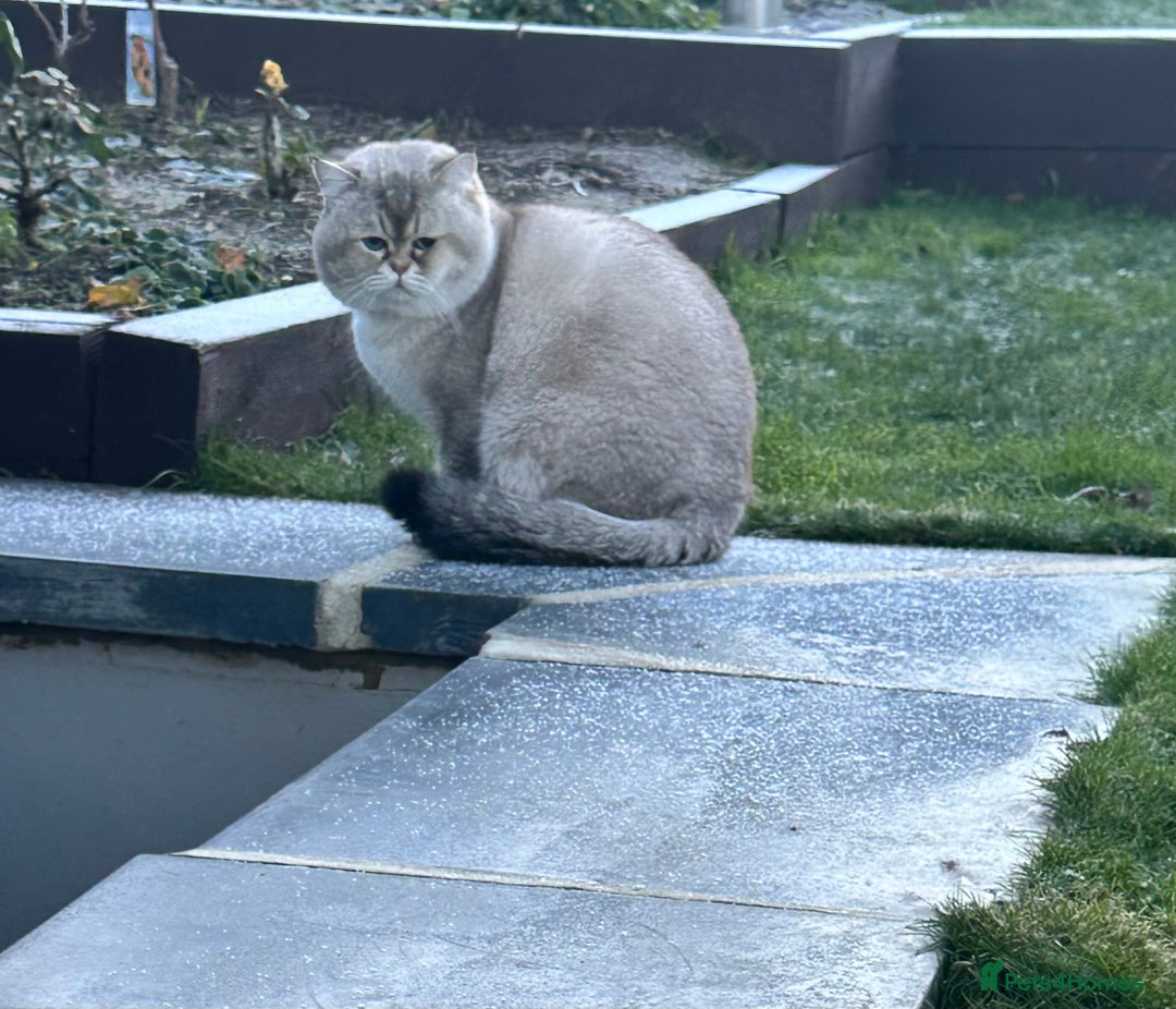 British Shorthair cats for stud: Teddy  - Advert 7