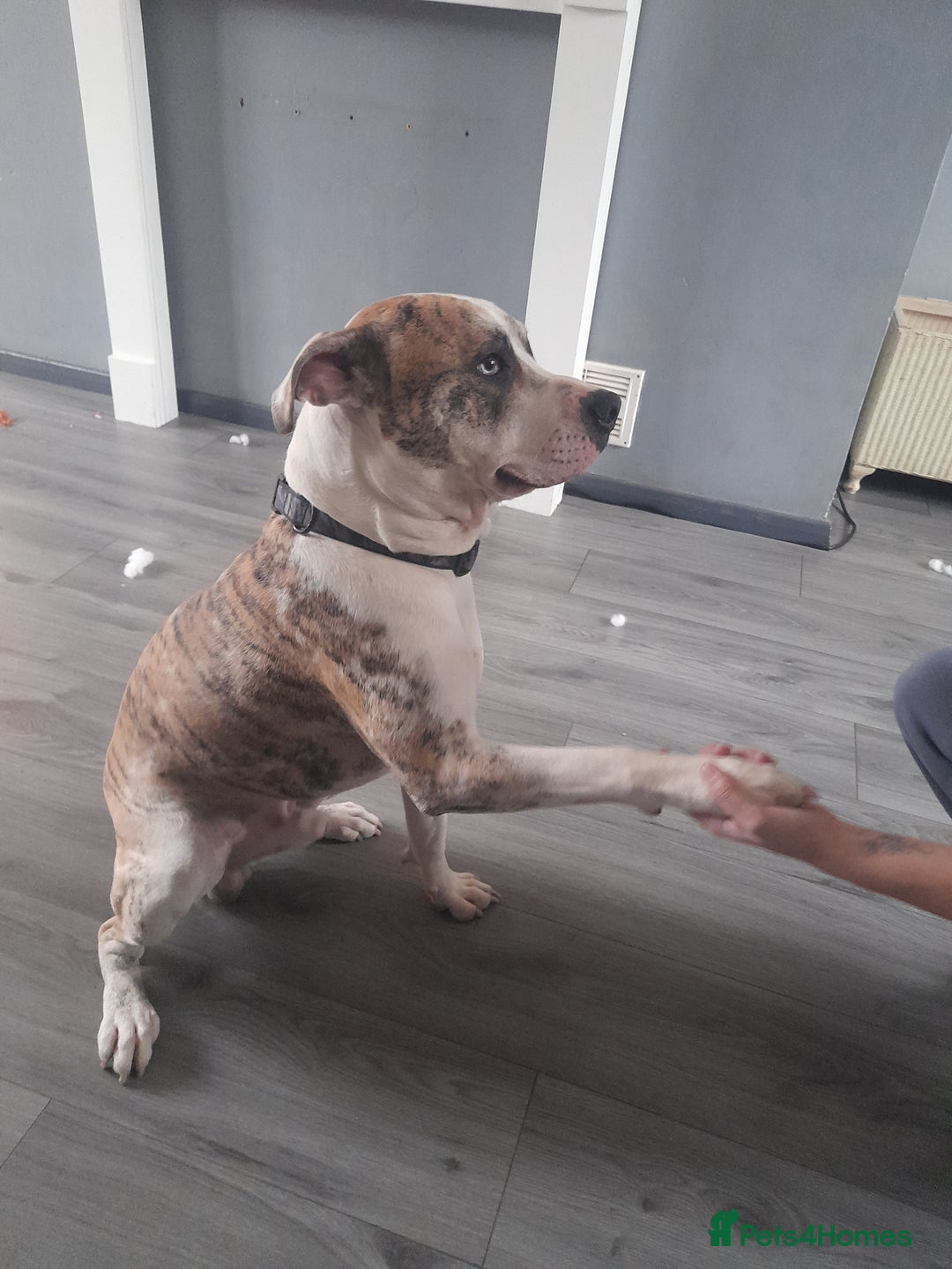 American Bulldog dogs for sale: 1year old male American bulldog - Advert 1