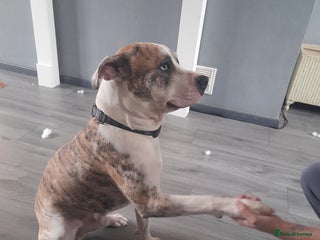 American Bulldog dogs 1year old male American bulldog - Advert 10