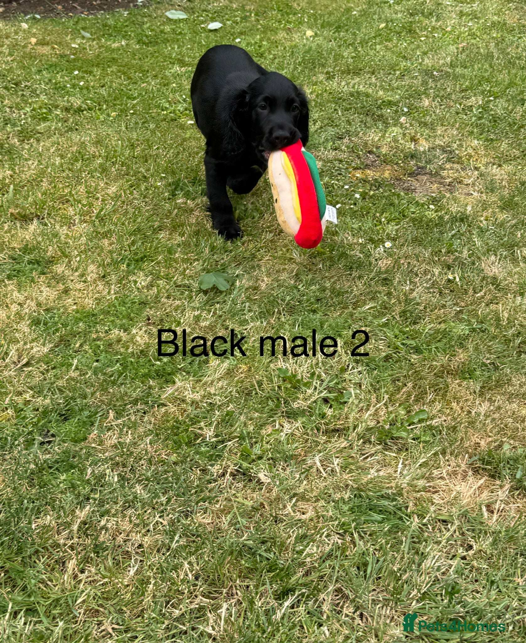 Cocker Spaniel dogs for sale: Beautiful cocker spaniel puppies *3 left* - Advert 11