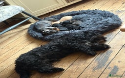 Mixed Breed dogs for sale: Doxiepoos for sale 3 x male 1 x bitch - Image 15