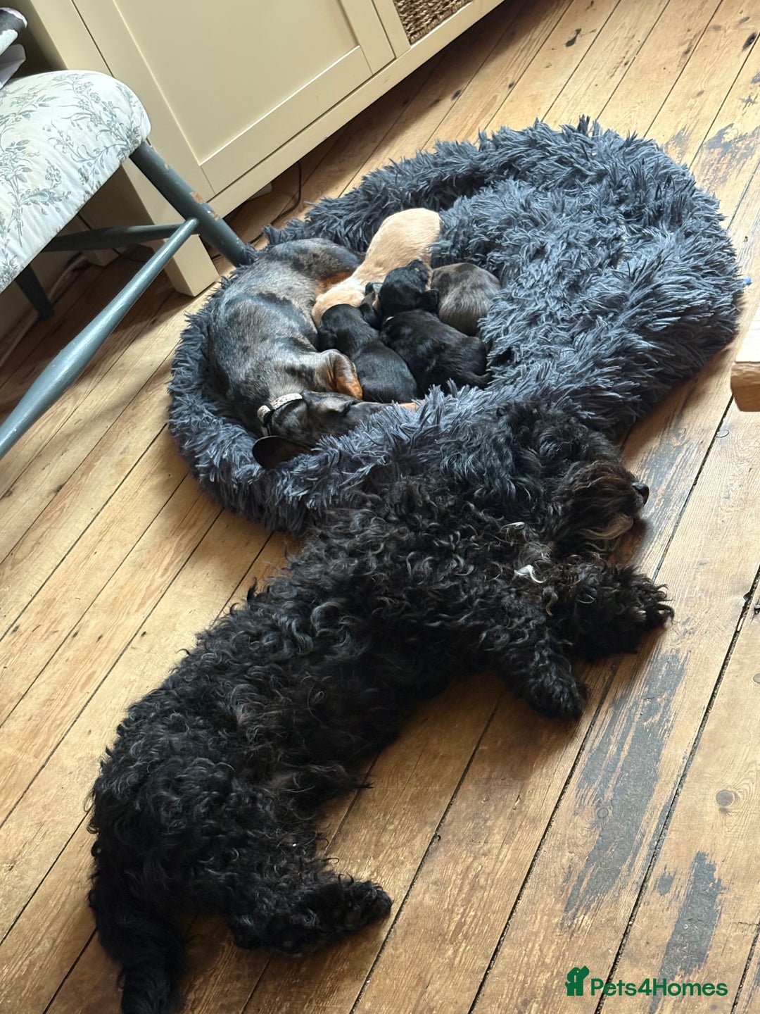 Mixed Breed dogs for sale: Doxiepoos for sale 3 x male 1 x bitch - Image 15