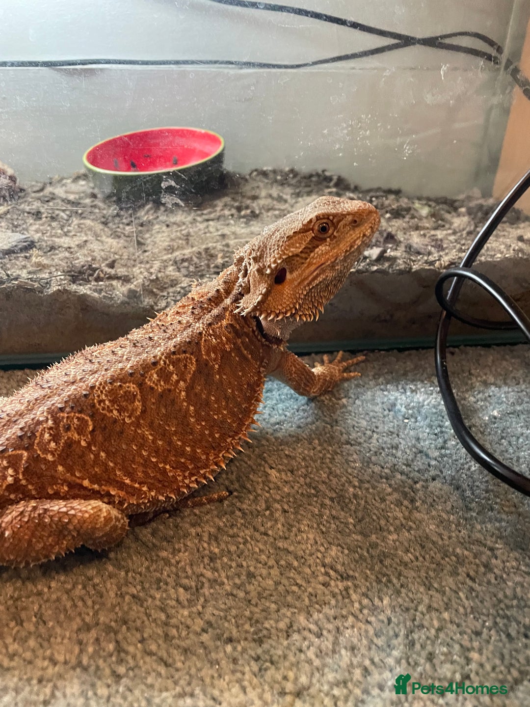 Bearded Dragon reptiles for sale: Henry Bearded dragon  - Image 6