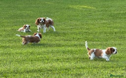 Cavalier King Charles Spaniel dogs for sale: Beautiful Blenheim Cavalier King Charles puppies - Image 21