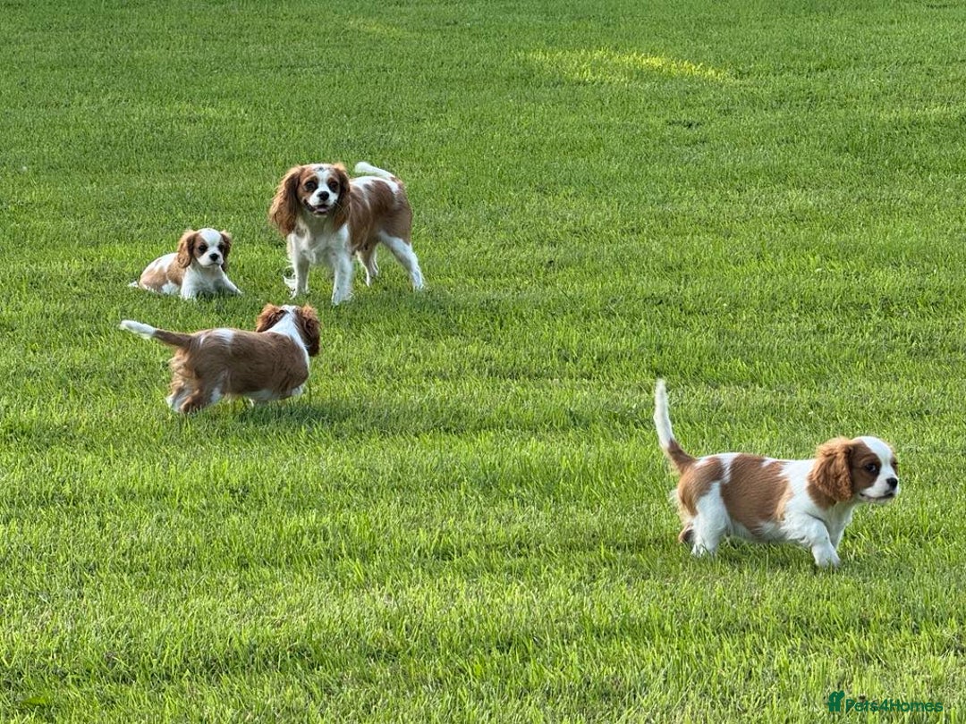 Cavalier King Charles Spaniel dogs for sale: Beautiful Blenheim Cavalier King Charles puppies - Image 21