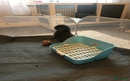 Mini Lop rabbits for adoption: Grey lop - Image 4