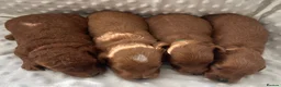 Cockapoo dogs for sale:  F1b American Cockapoos * Health Tested Parents * - Advert 18