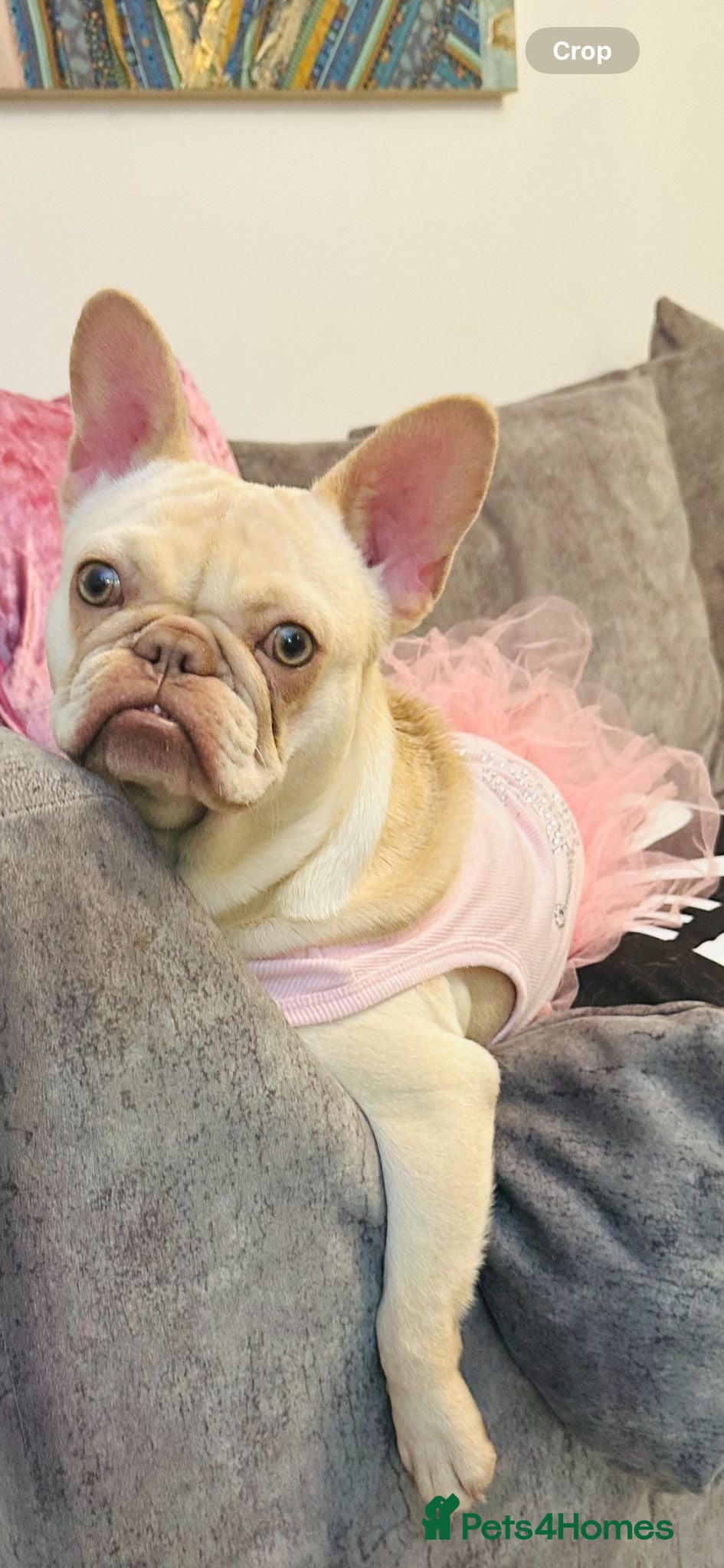 French Bulldog dogs 1 year old female platinum frenchie.  - Advert 1