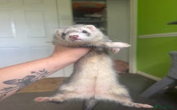 Ferret rodents for sale: Different ferret kits available  - Image 7