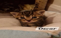 Mixed Breed cats for sale: 2 cute boys Russian blue and Bengal mix  - Advert 7