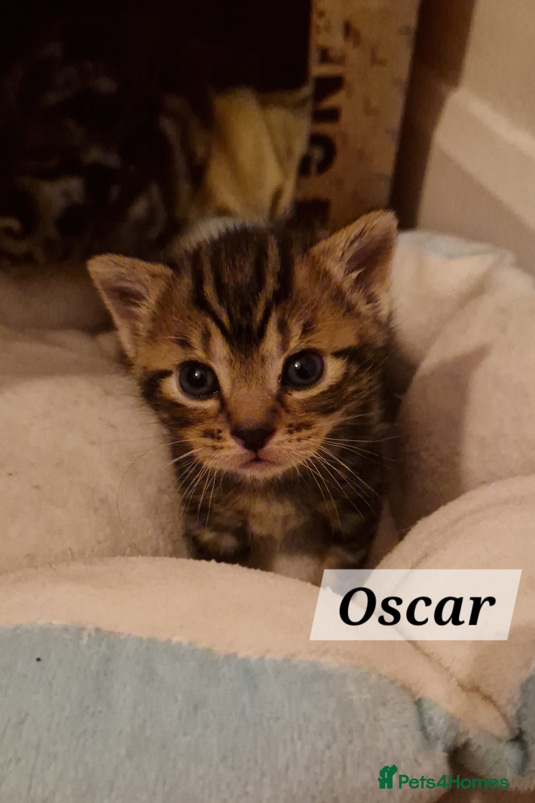 Mixed Breed cats for sale: 2 cute boys Russian blue and Bengal mix  - Advert 7