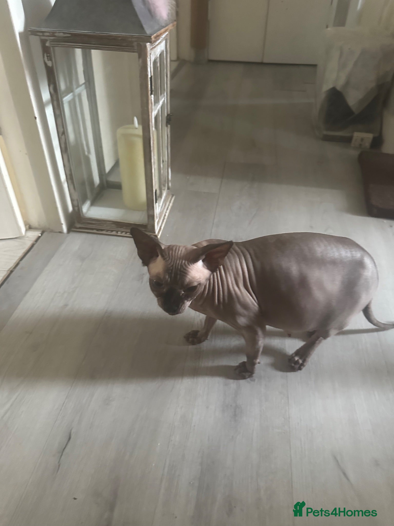 Sphynx cats Sphinx 2boys kitchens - Advert 1