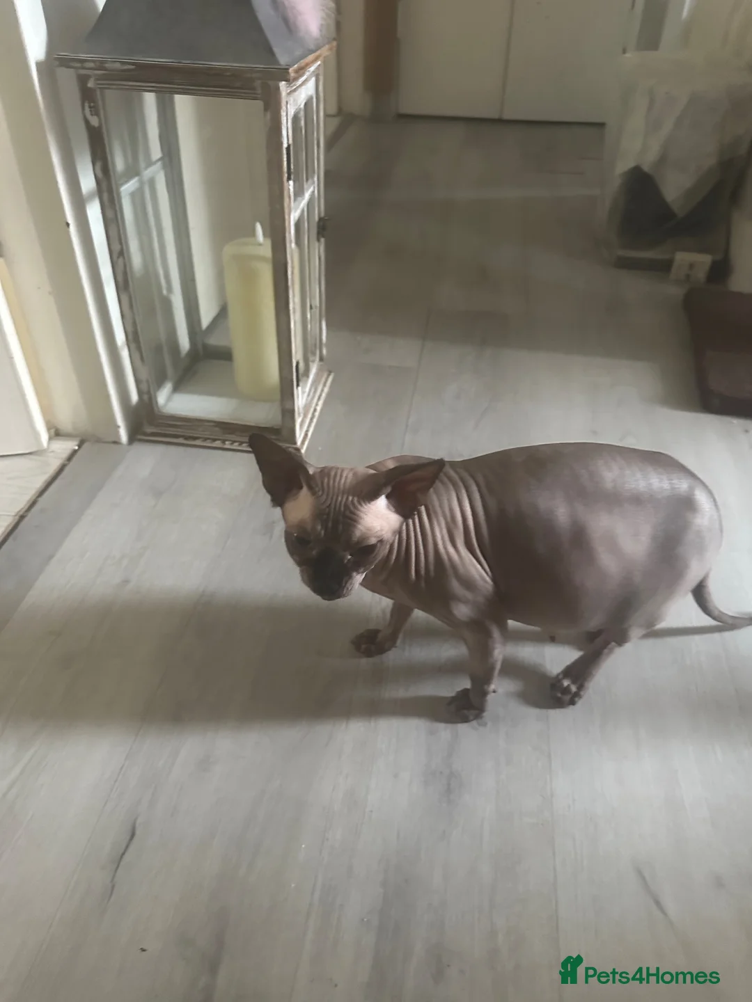 Sphynx cats for sale: Sphinx 2boys kitchens - Advert 1