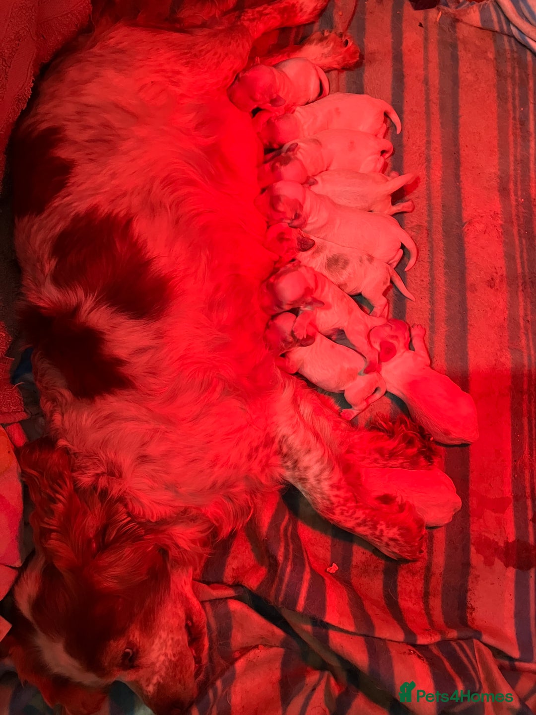 Cocker Spaniel dogs for sale: Cocker spaniel puppies (show type) - Advert 2