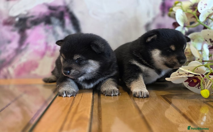 Japanese Shiba Inu dogs - Advert 2