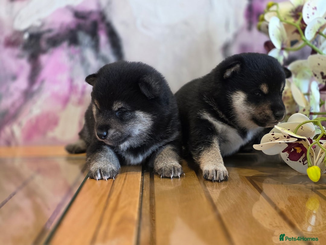 Japanese Shiba Inu dogs for sale: Japanese Shiba Inu - Image 1