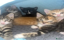 Mixed Breed cats for sale: Adorable Kittens with Stunning Markings - Image 1