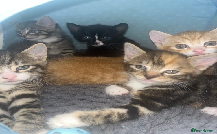 Mixed Breed cats - Advert 7