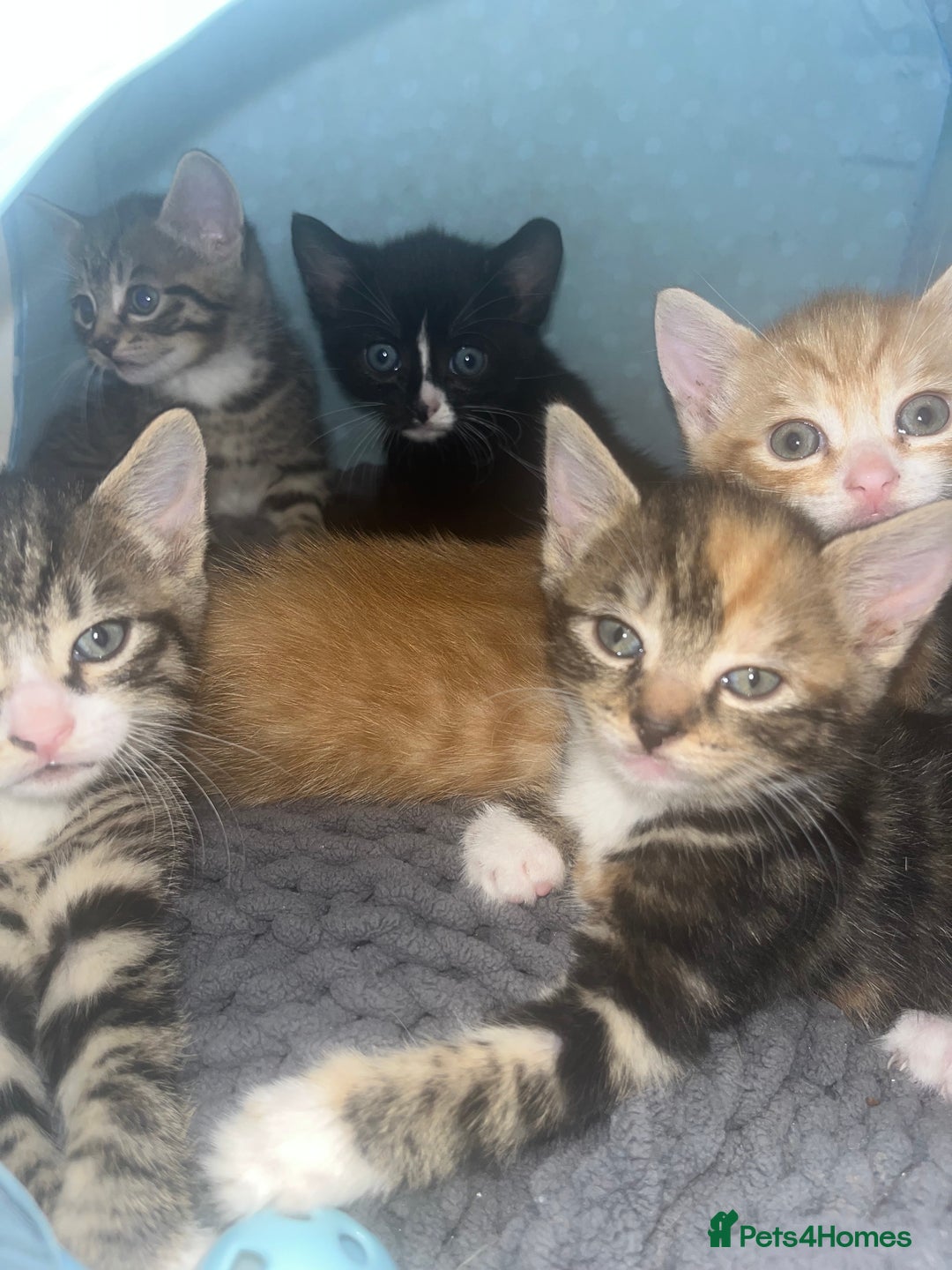 Mixed Breed cats for sale: Adorable Kittens with Stunning Markings - Image 1