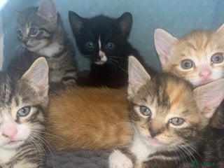 Mixed Breed cats - Advert 2