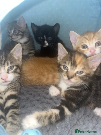 Mixed Breed cats - Advert 2