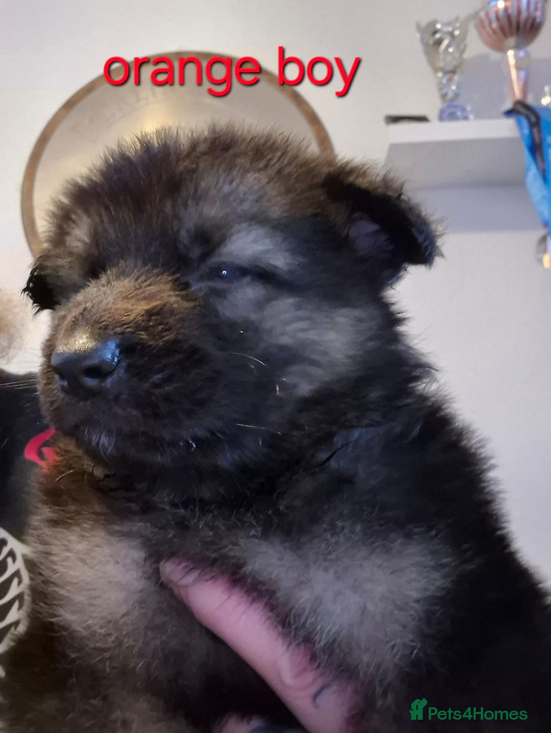 German Shepherd dogs for sale: German shepherd puppies  - Image 10