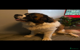 Saint Bernard dogs for sale: Saint Bernard puppies due October KC REGISTERED  - Image 2