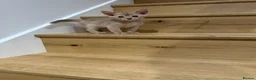 Abyssinian cats for sale: Abyssinian kittens  - Advert 16
