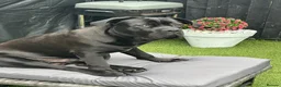 Cane Corso dogs for sale: 7 month old male cane corso  - Advert 3
