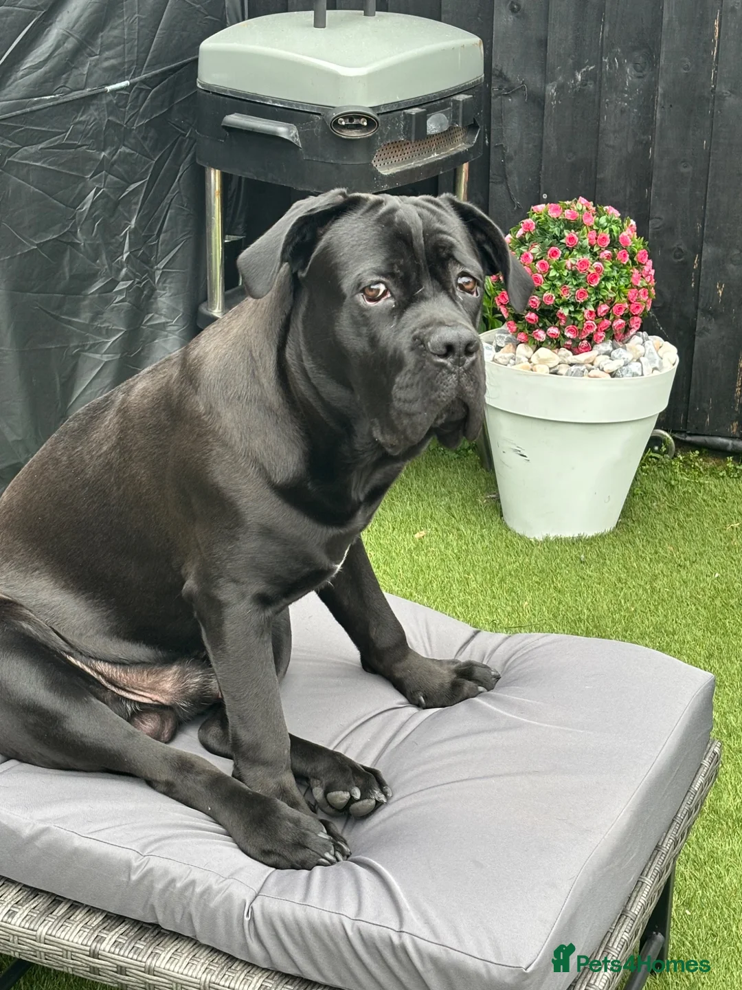 Cane Corso dogs for sale: 7 month old male cane corso  - Advert 3