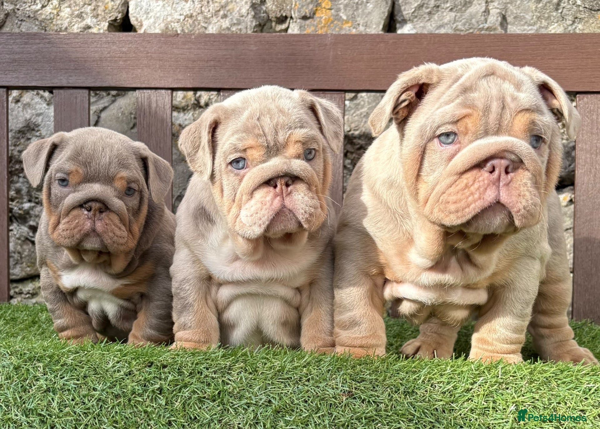 English Bulldog dogs Ready Tuesday! Outstanding Bulldog Puppies - Advert 1
