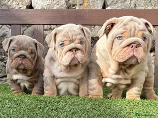 English Bulldog dogs Ready Tuesday! Outstanding Bulldog Puppies - Advert 1