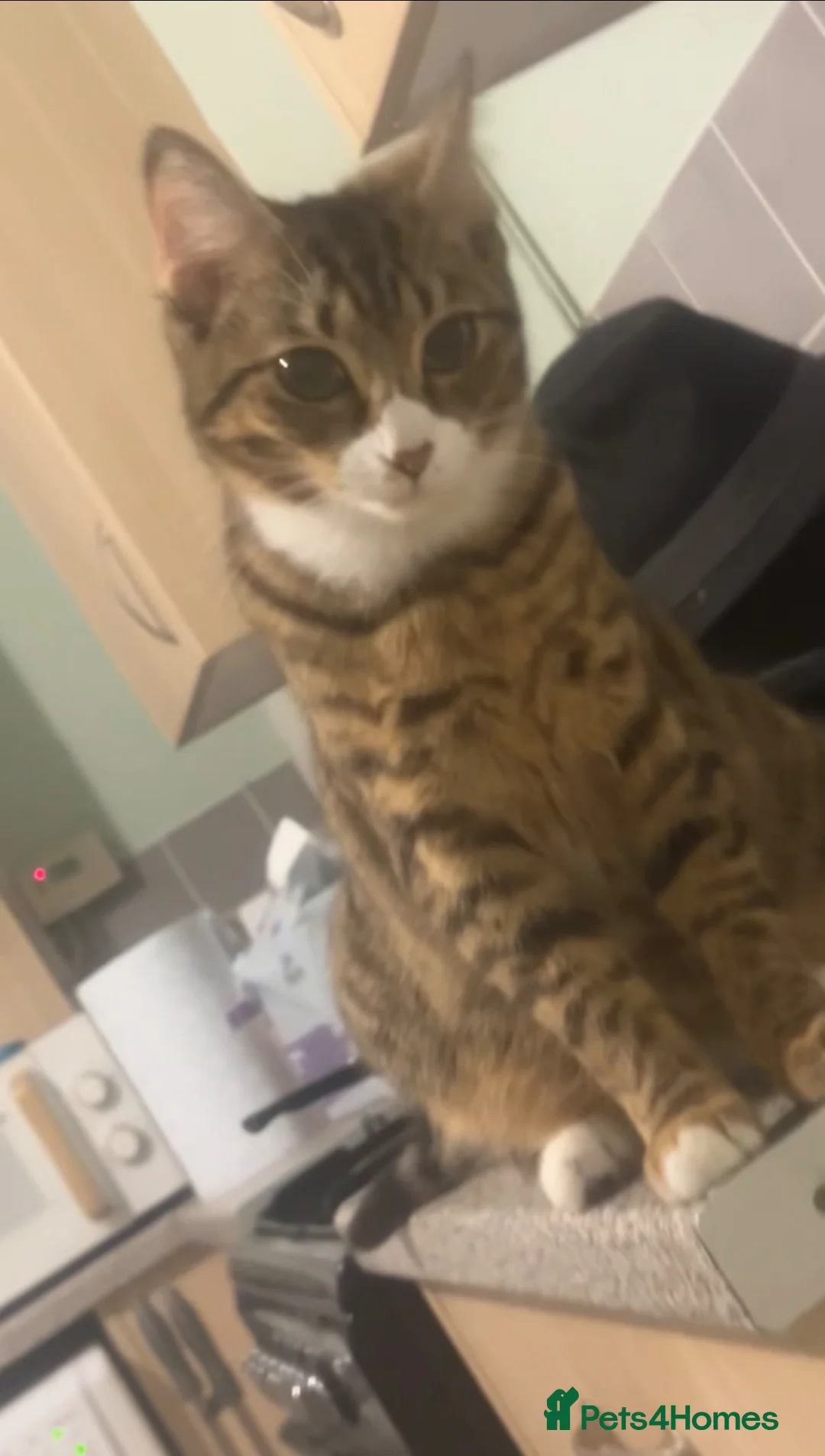 Mixed Breed cats for sale: 🐾 Home-Raised Kittens Looking for Loving Homes 🐾 in Bristol - Advert 1