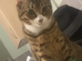 Mixed Breed cats 🐾 Home-Raised Kittens Looking for Loving Homes 🐾 - Advert 2